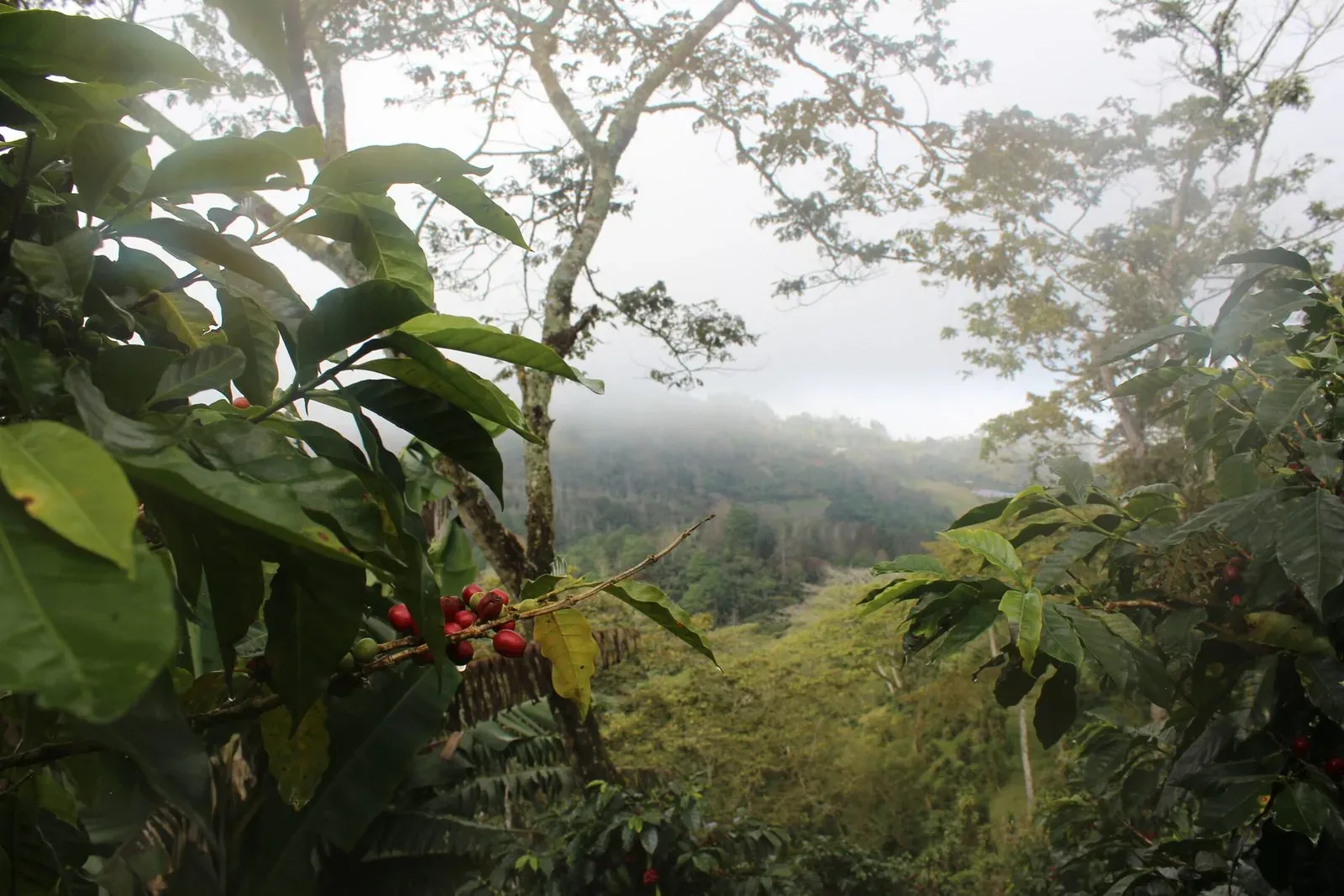 Mexican high-grown coffee plantation with ripe cherries — Transxpo origin